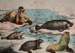 mammals_full_color-00425 - Common Seal, Sea Bear, Sea Lion, Walrus, Manatee