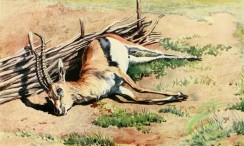 mammals_full_color-00592 - gazella thomsoni