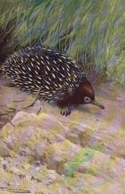 mammals_full_color-00633 - Spiny Ant-Eater or Echidna
