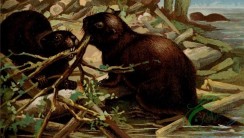 mammals_full_color-00635 - Beaver, Alpine Hare, castor canadensis, lepus variabilis, 2
