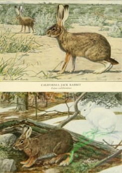 mammals_full_color-00683 - California Jack Rabbit, Varying Hare or Snowshoe Rabbit