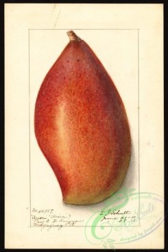 mango-00004 - 2339-Mangifera indica-Ameeri [2680x4000]