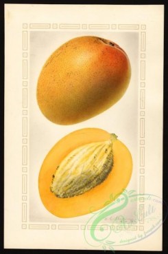 mango-00007 - 4169-Mangifera indica-Johnson [2654x4000]
