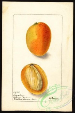 mango-00008 - 4170-Mangifera indica-Lady [2662x4000]