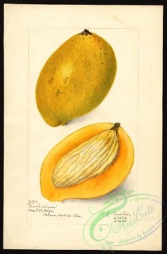 mango-00048 - 4491-Mangifera indica-Cambodiana [2642x4000]
