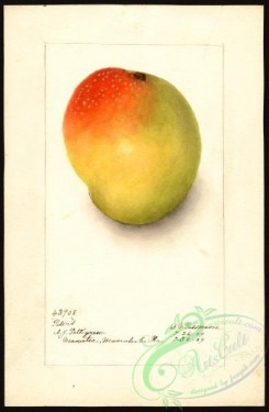 mango-00058 - 4510-Mangifera indica-Peters [2619x4000]