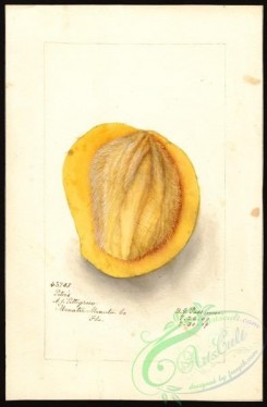mango-00059 - 4511-Mangifera indica-Peters [2626x4000]