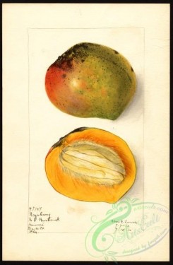 mango-00064 - 4516-Mangifera indica-Rajabury [2619x4000]