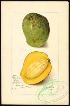 mango-00065 - 4517-Mangifera indica-Rajabury [2653x4000]