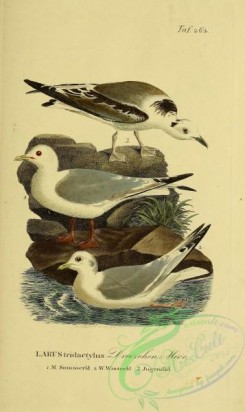 marine_birds-00028 - Kittiwake Gull