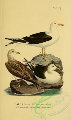 marine_birds-00029 - Lesser Black-backed Gull