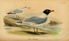 marine_birds-00138 - Great Black-headed Gull