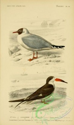 marine_birds-00156 - Black-headed Gull, Black Skimmer