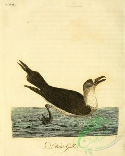 marine_birds-00340 - Arctic Gull