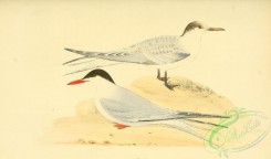 marine_birds-00356 - Common Tern