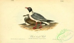 marine_birds-00388 - Black-headed Gull