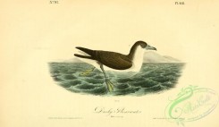 marine_birds-00396 - Dusky Shearwater