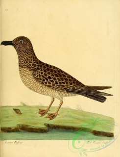 marine_birds-00423 - Brown Gull