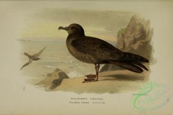 marine_birds-00494 - BULWER'S PETREL