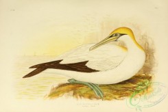 marine_birds-00546 - Australian Gannet