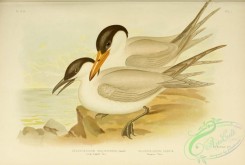 marine_birds-00558 - Long-legged Tern, Caspian Tern