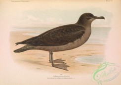 marine_birds-00583 - Sooty Shearwater, puffinus griseus