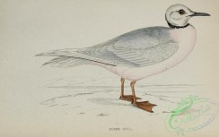 marine_birds-00615 - Ross's Gull
