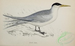 marine_birds-00620 - Swift Tern