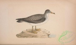 marine_birds-00625 - Algerian Cinereous Shearwater