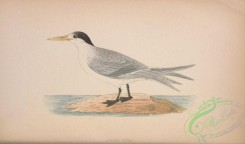 marine_birds-00626 - Allied Tern
