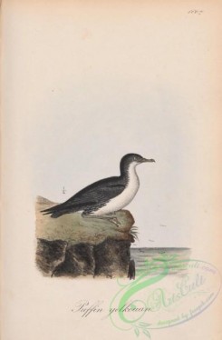 marine_birds-00647 - 160a-Yelkouan Shearwater, puffinus yelkouan