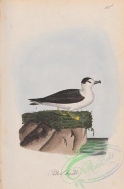 marine_birds-00652 - 163b-Capped Petrel, procellaria haesitata