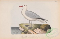 marine_birds-00659 - 167-Audouin's Gull, larus audouini