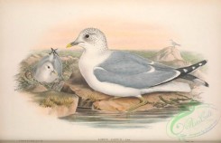marine_birds-00674 - 060-Mew or Short-billed Gull, larus canus