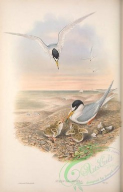 marine_birds-00686 - 073-Little Tern, sternula minuta