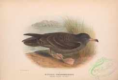 marine_birds-00708 - 008-Wedge-tailed Petrel, puffinus chlororhynchus