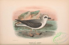 marine_birds-00718 - 018-White-headed Petrel, oestrelata lessoni