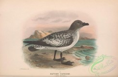 marine_birds-00723 - 023-Cape Petrel, daption capensis