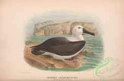 marine_birds-00729 - 031-Yellow-nosed Albatros, diomedea chlororhynchus