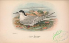 marine_birds-00740 - 042-White-fronted Tern, sterna frontalis