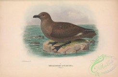 marine_birds-00750 - 055-Skua, megalestris antarctica