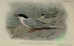 marine_birds-00755 - Roseate Tern
