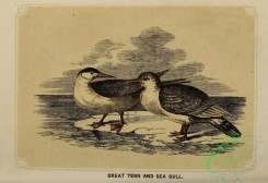 marine_birds-00782 - Great Tern, Sea Gull