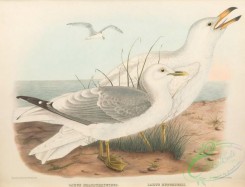 marine_birds-00787 - 024-Mew or Short-billed Gull, larus brachyrhynchus, larus hutchinsii