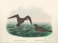marine_birds-00794 - 032-Least Storm-Petrel, halocyptena microsoma, Black Petrel, cymochorea melania