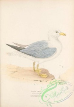 marine_birds-00812 - Fulmar Petrel, procellaria glacialis