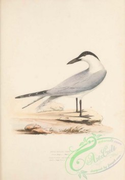 marine_birds-00816 - Gull-billed Tern, sterna anglica