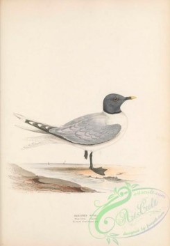 marine_birds-00831 - Sabine's Gull, xema sabini