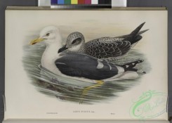 marine_birds-00853 - 352-Larus fuscus. Lesser Black-backed Gull