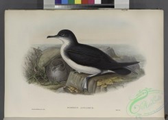 marine_birds-00880 - 380-Puffinus anglorum. Manx Shearwater